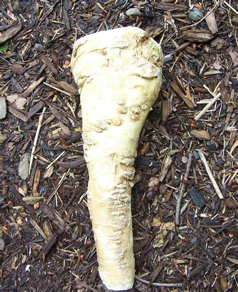 bfmazzeo-horseradish-root