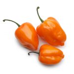 Pepper, Habanero