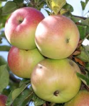 Mcintosh Apples