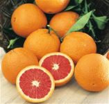 Organic cara cara oranges