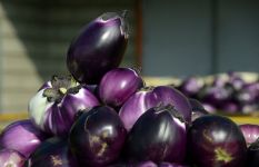 Eggplant, Sicilia